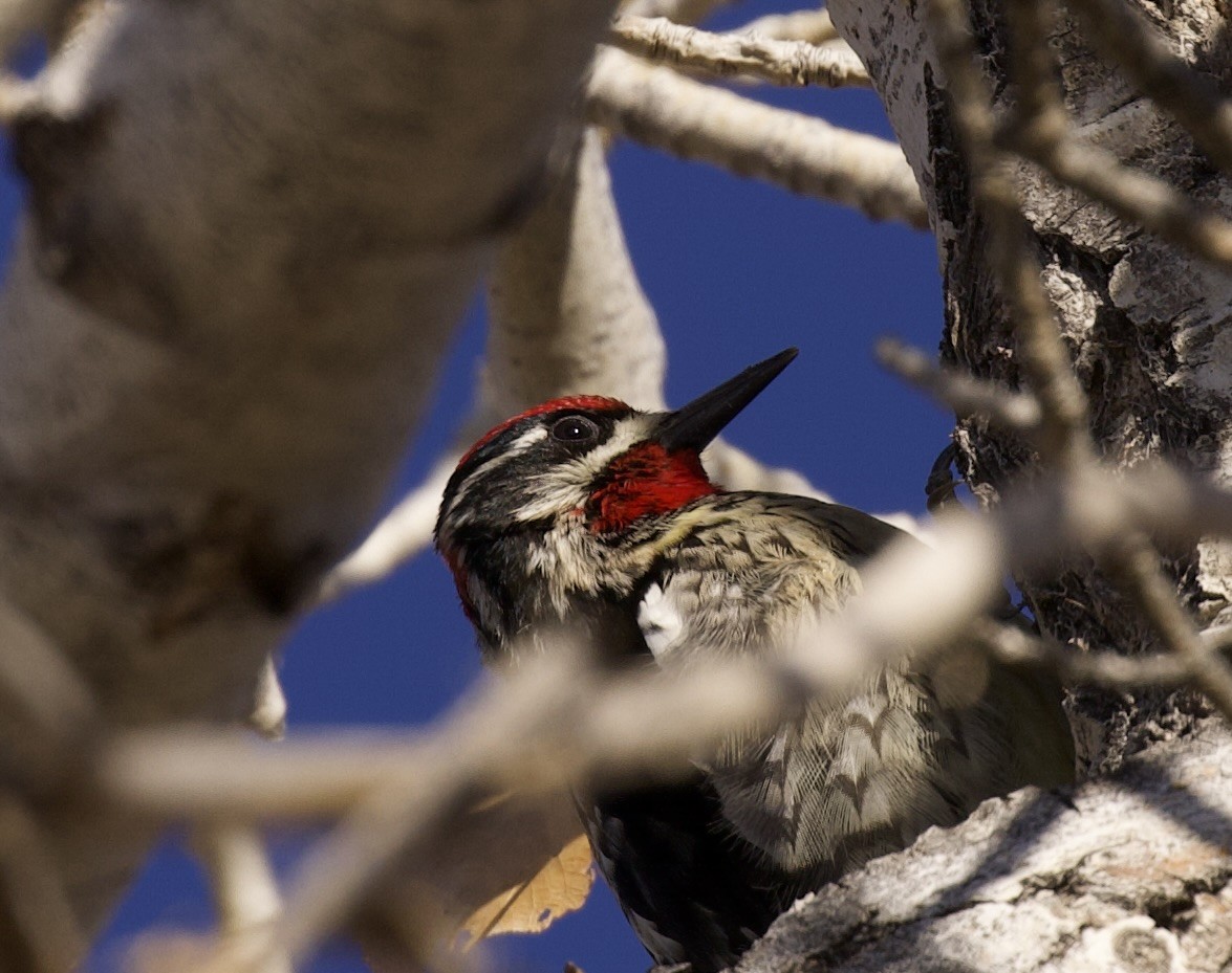 rødnakkesevjespett - ML647799422