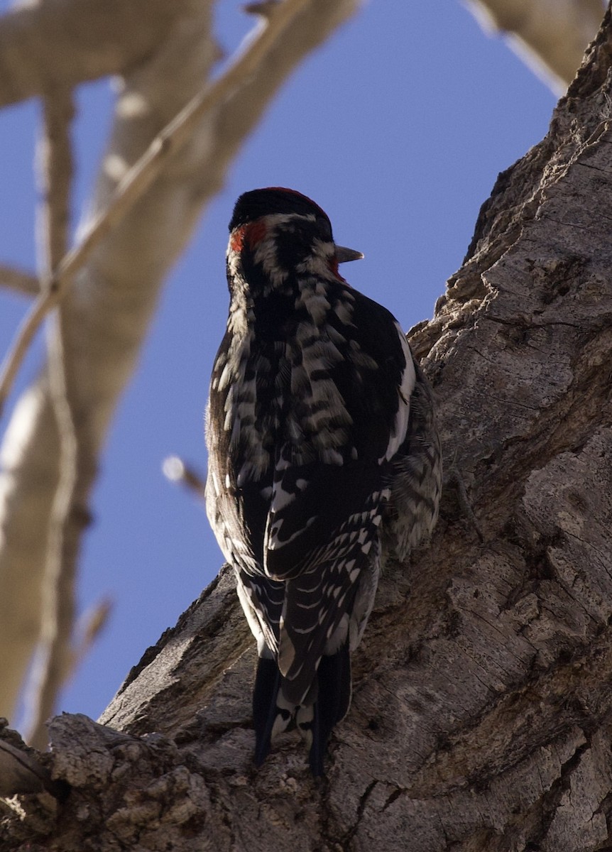 rødnakkesevjespett - ML647799423