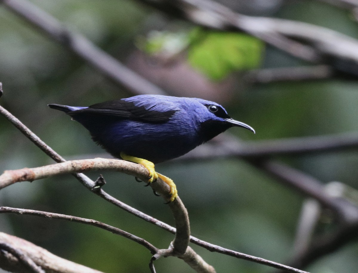 purpurhonningkryper - ML647799427