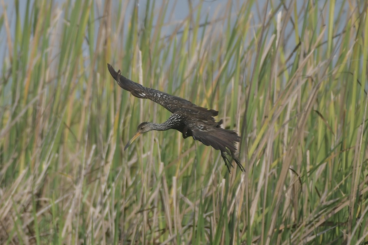 riksetrane - ML647799428