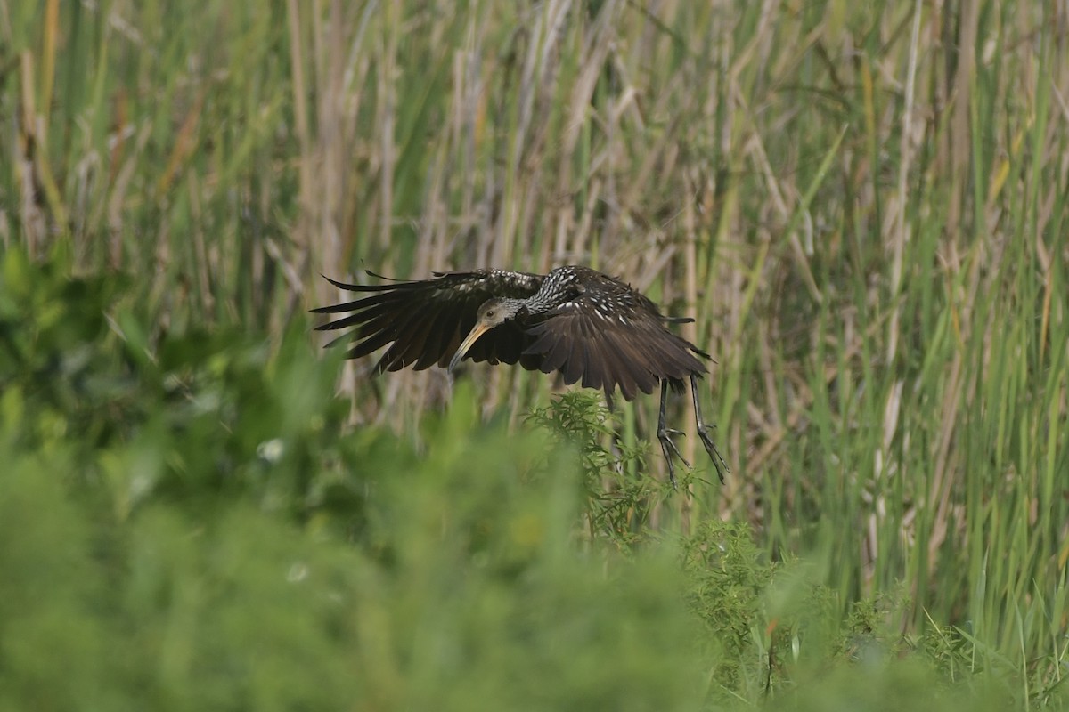 riksetrane - ML647799429