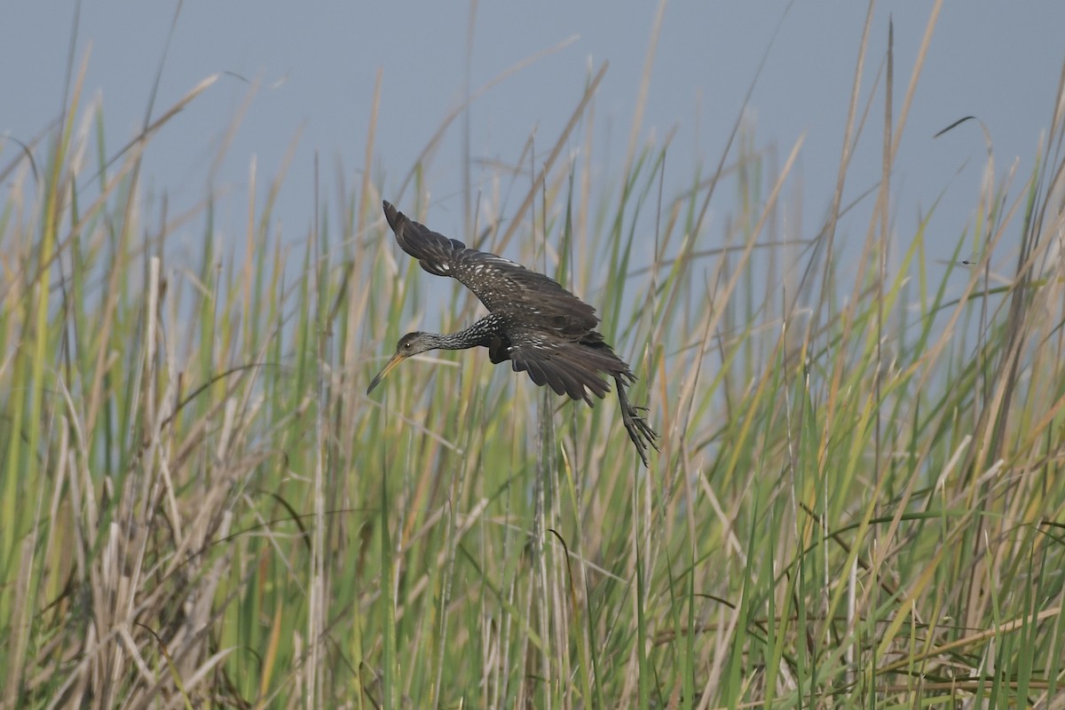 riksetrane - ML647799430