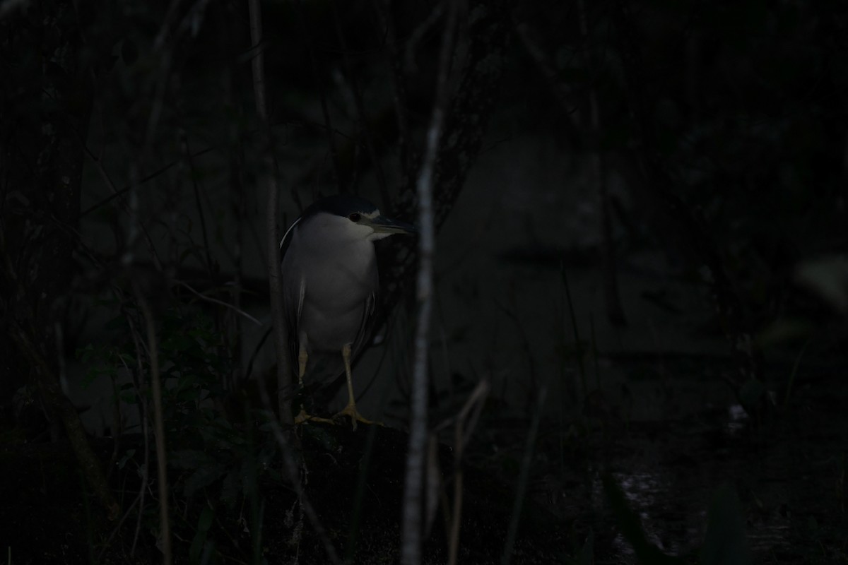 natthegre - ML647799431