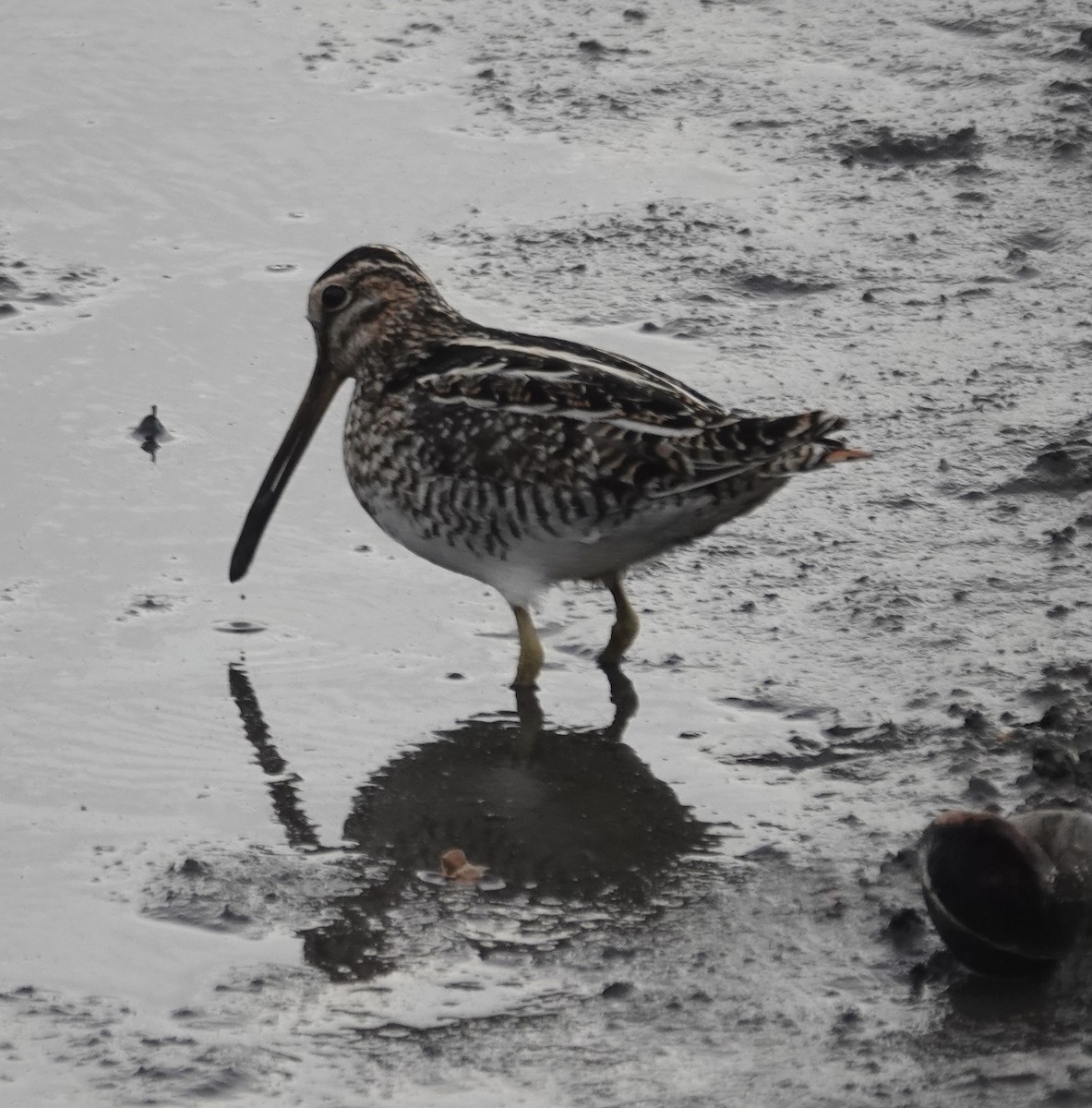 kanadabekkasin - ML647799432