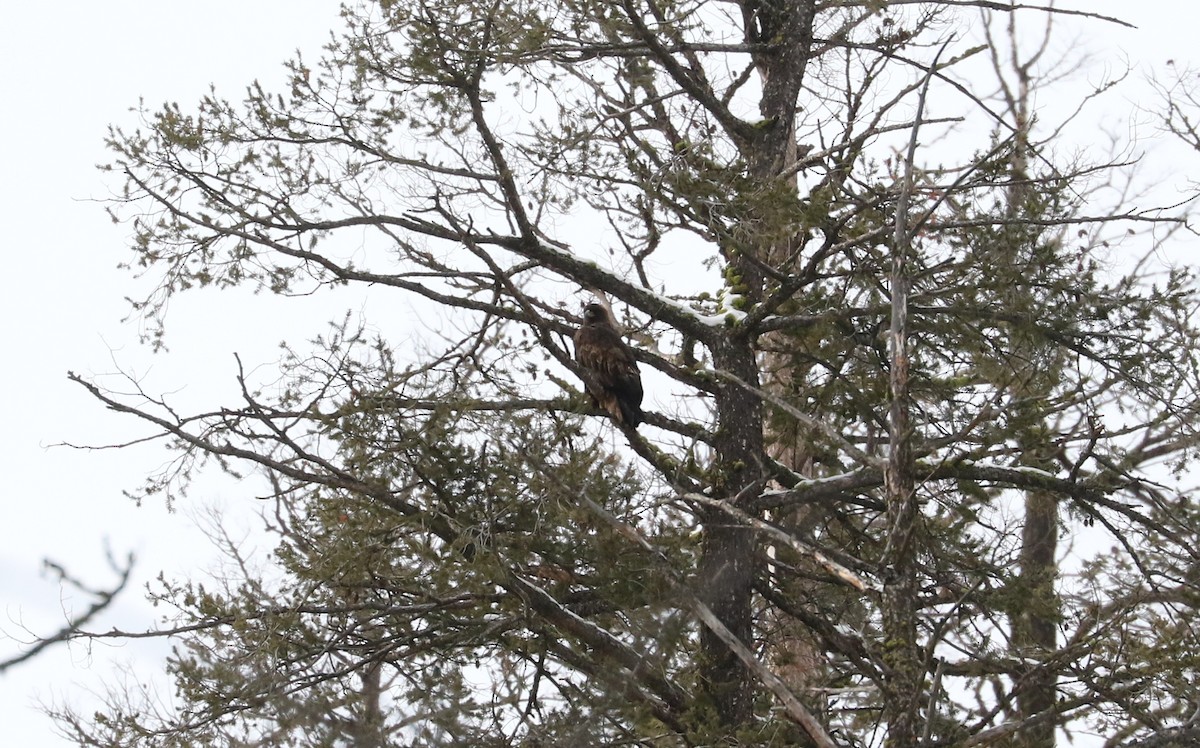 kongeørn - ML647799433