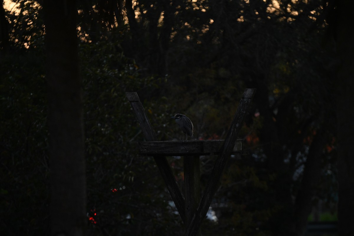 gulkronehegre - ML647799440