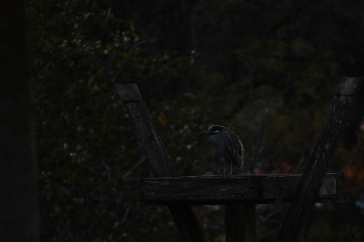 gulkronehegre - ML647799442