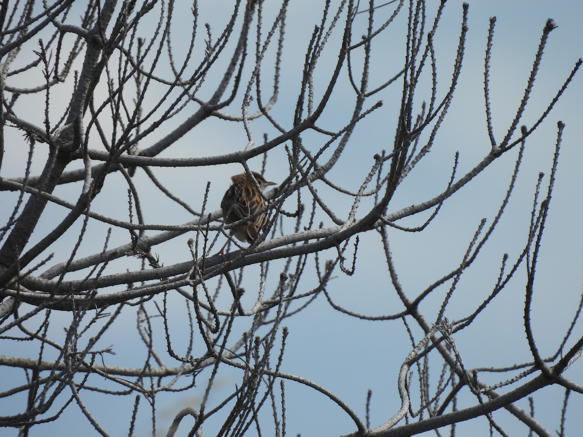 cistussanger - ML647799444