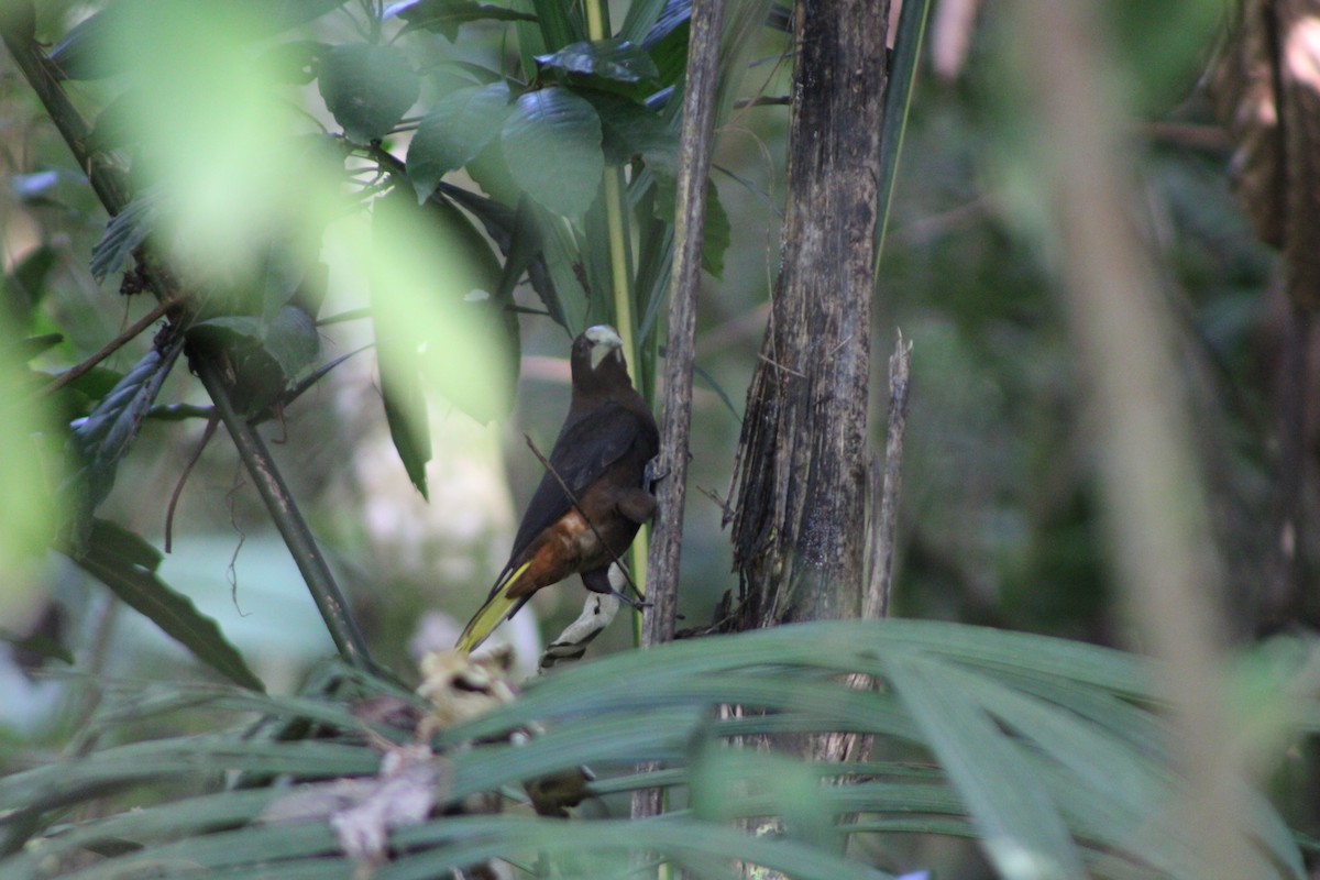 kastanjeoropendola - ML647799446