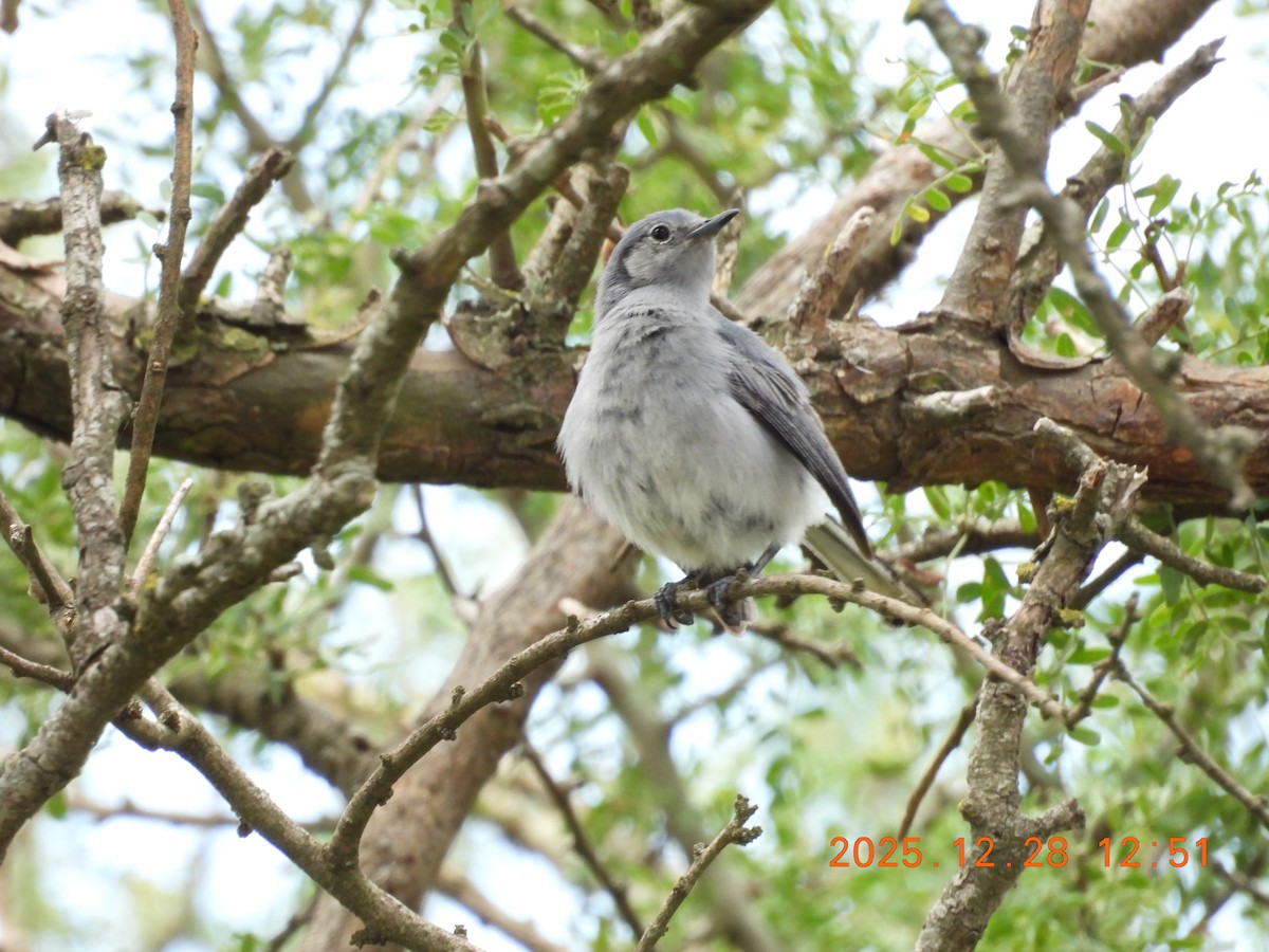 maskemyggsmett - ML647799448