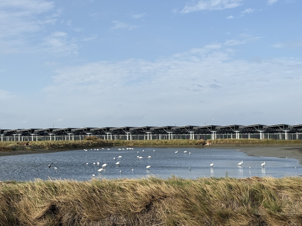 kinaskjestork - ML647799452