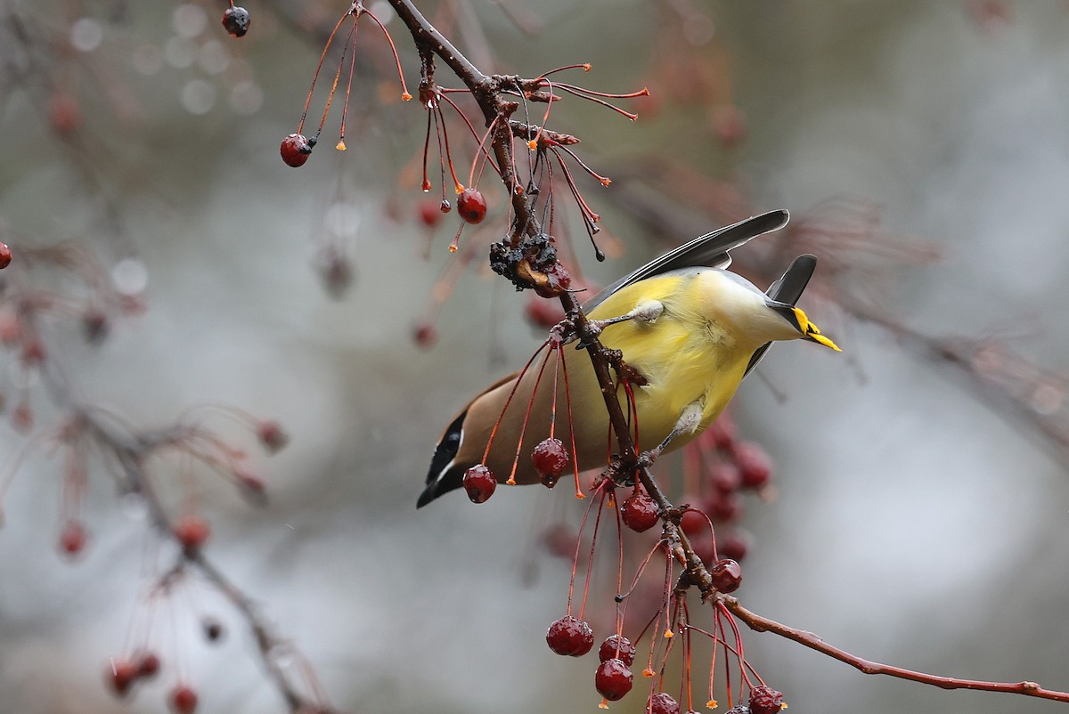 einersidensvans - ML647799455