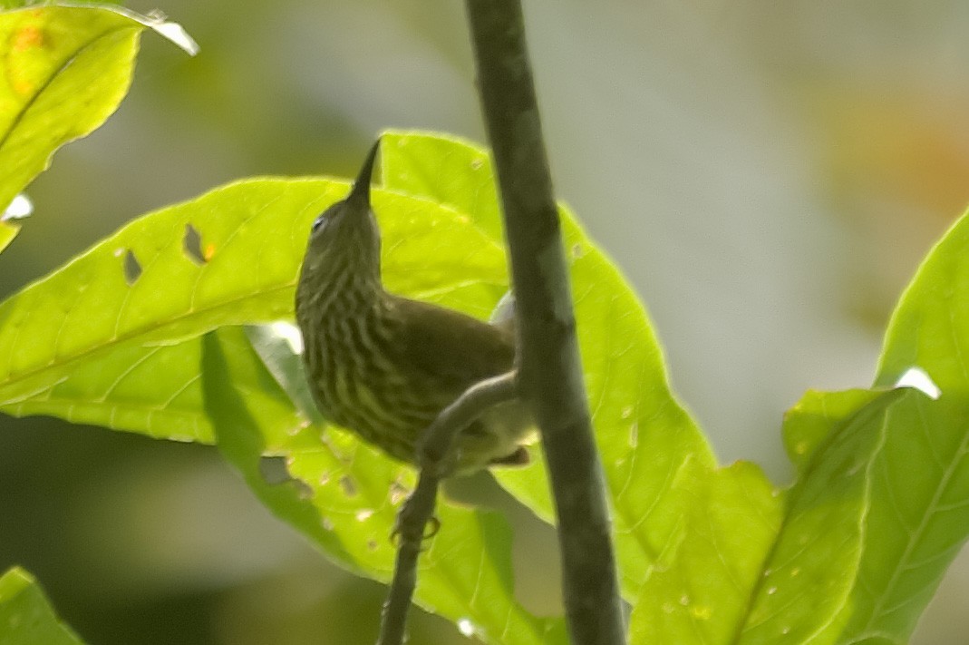 purpurnakkeedderkoppjeger - ML647799456