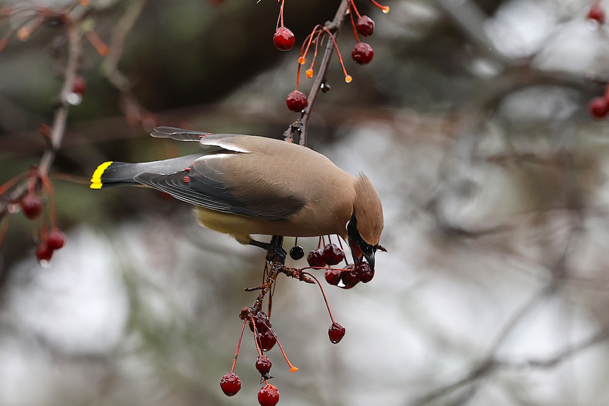 einersidensvans - ML647799459