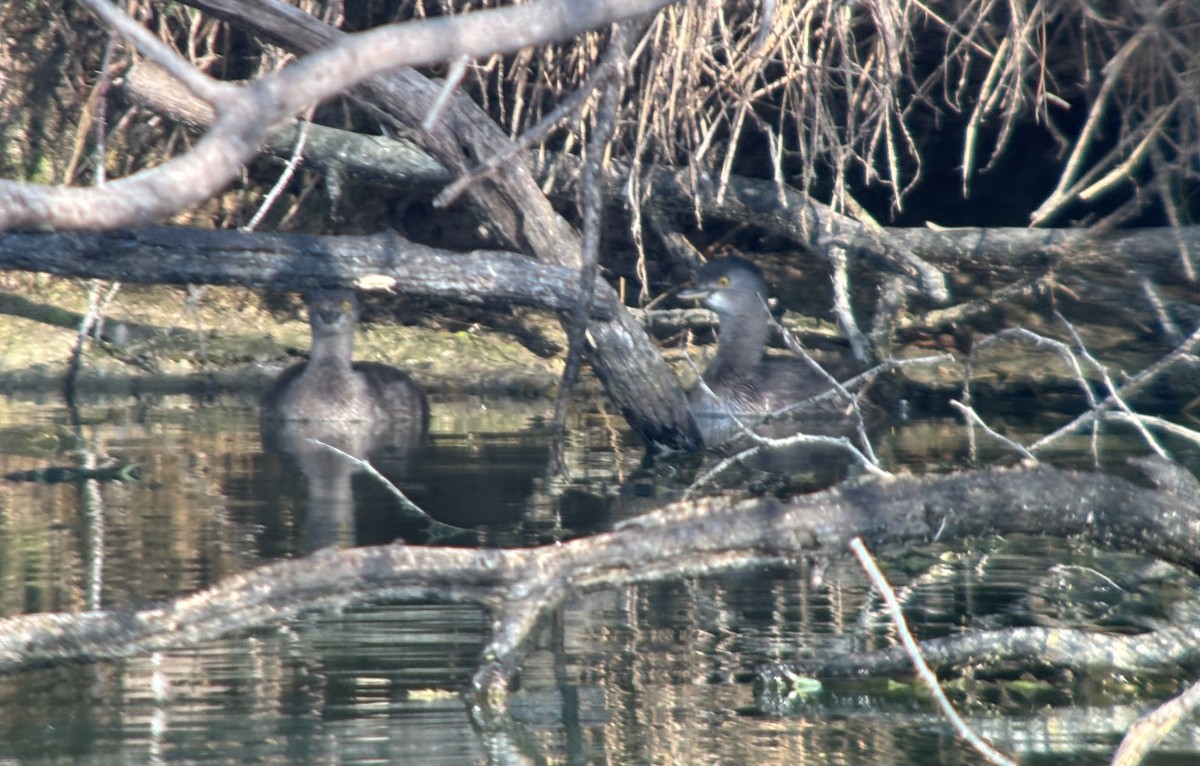 Least Grebe - ML647799481