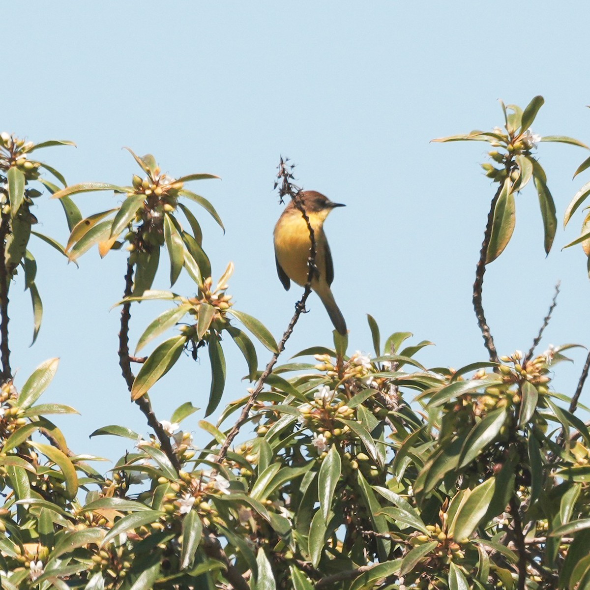 Ticking Doradito - ML647799493