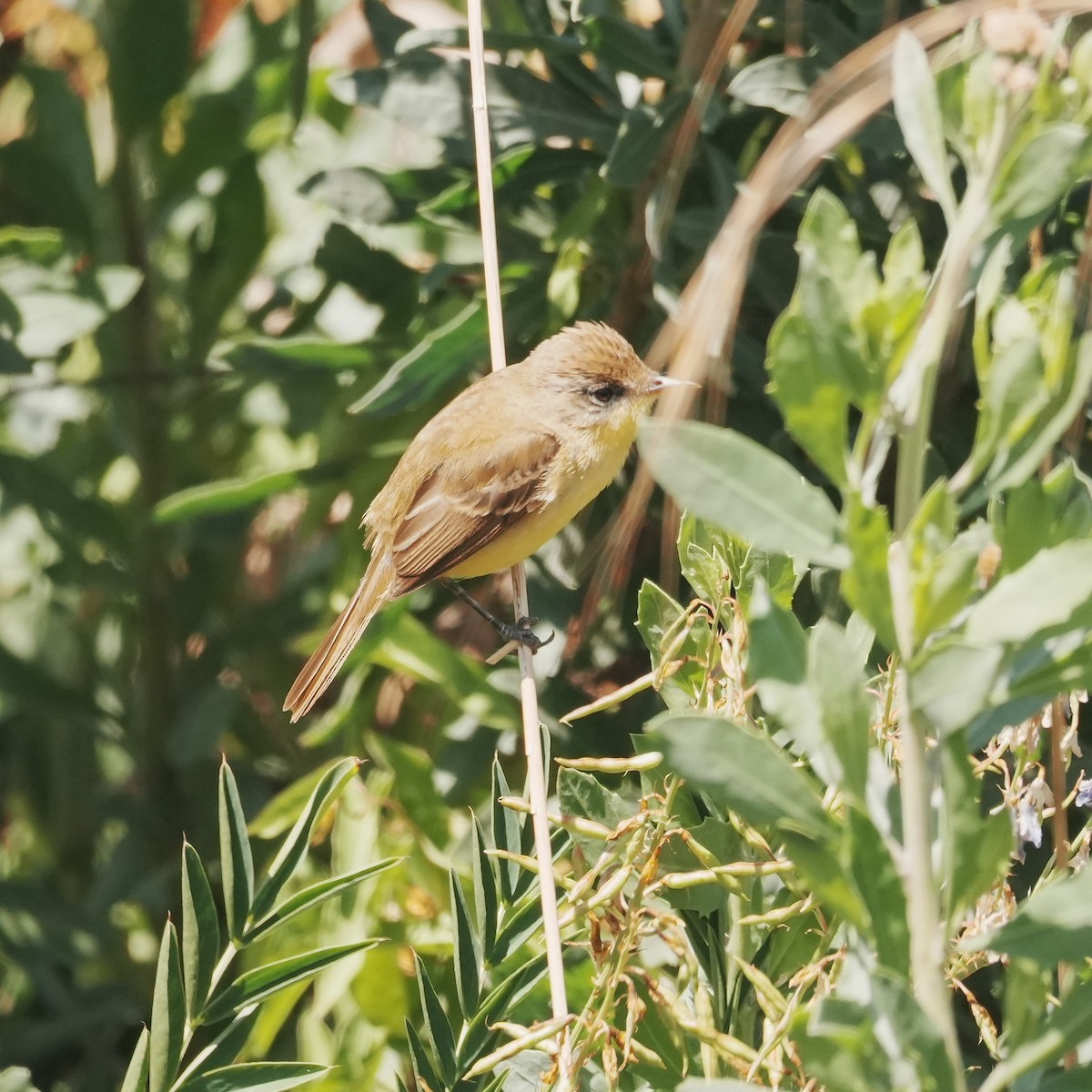 Ticking Doradito - ML647799494