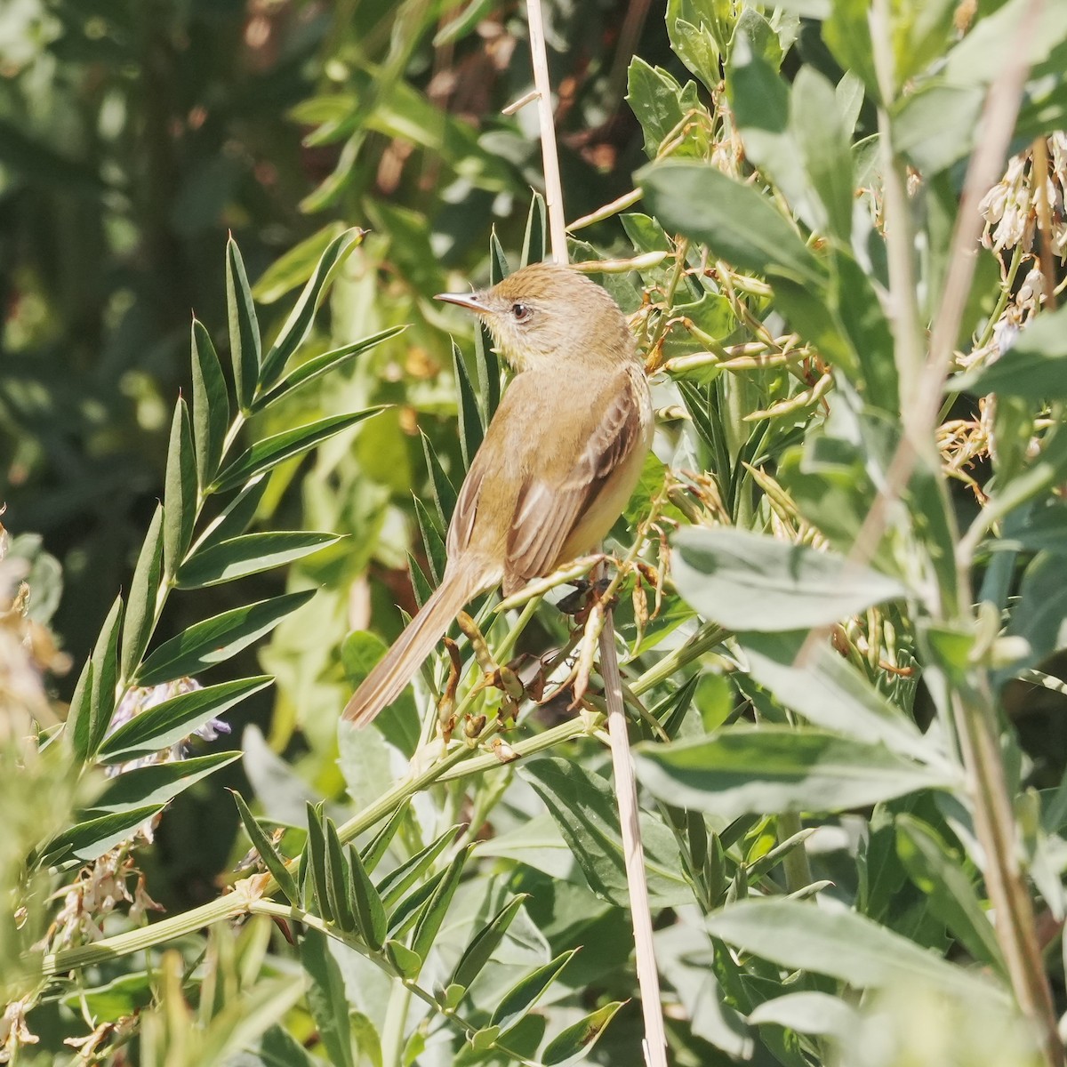 Ticking Doradito - ML647799495