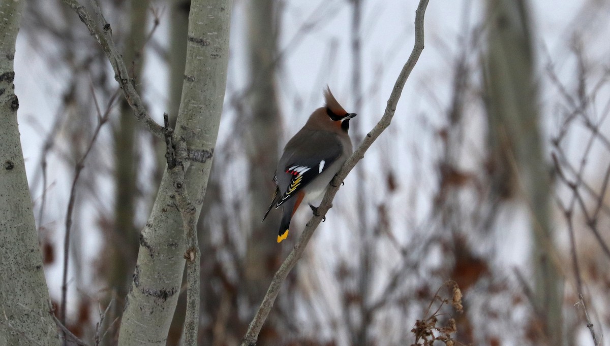 黃連雀 - ML647799572