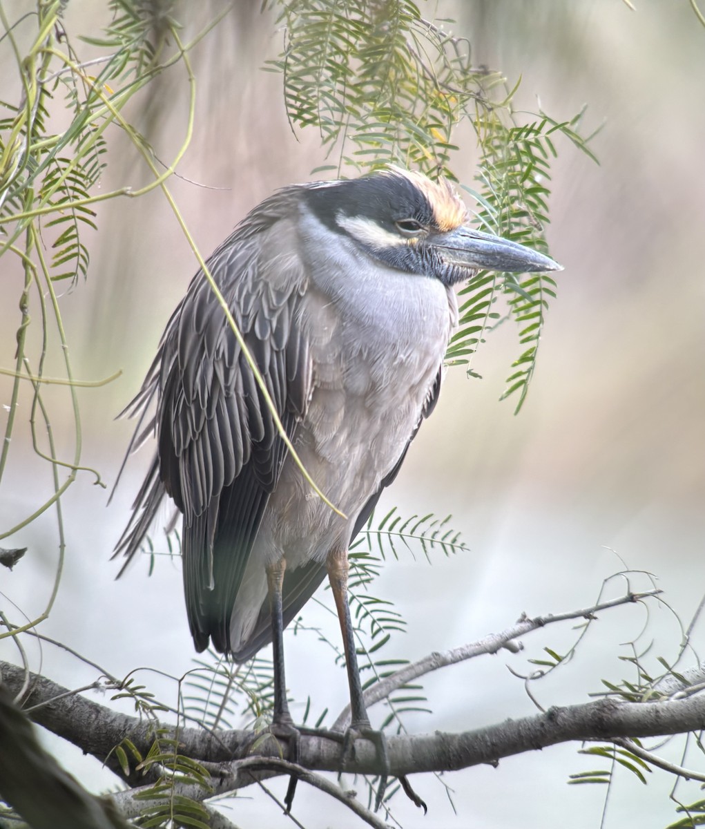 אנפת לילה צהובת-כיפה - ML647799575