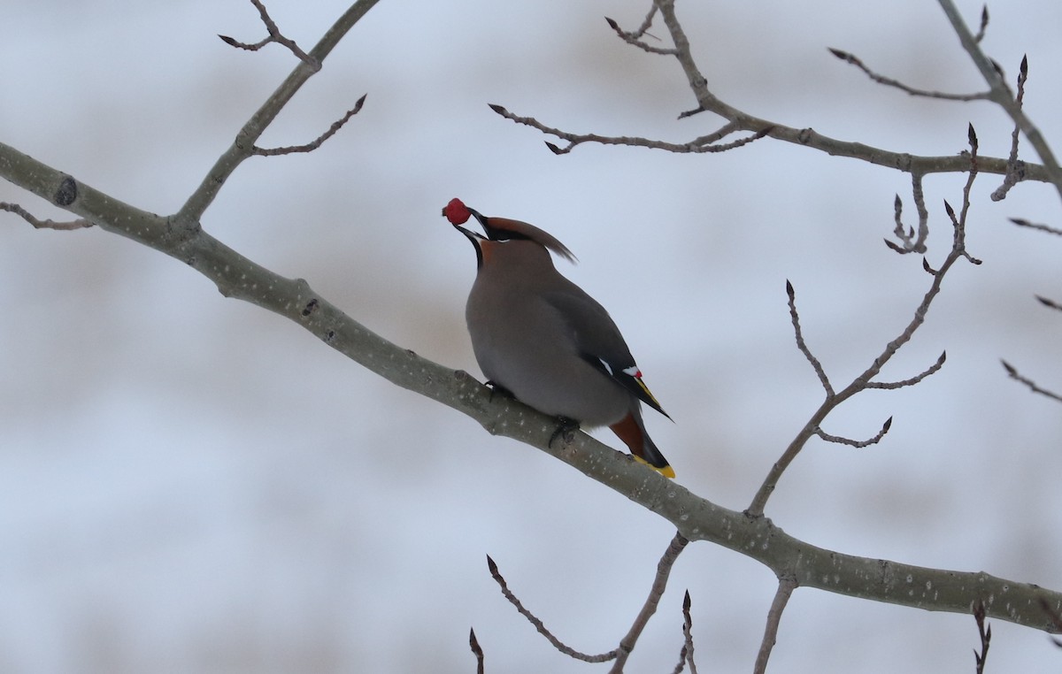 黃連雀 - ML647799579
