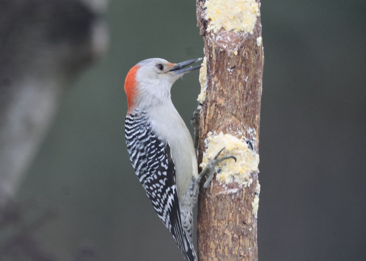 Red-bellied Woodpecker - ML647799582