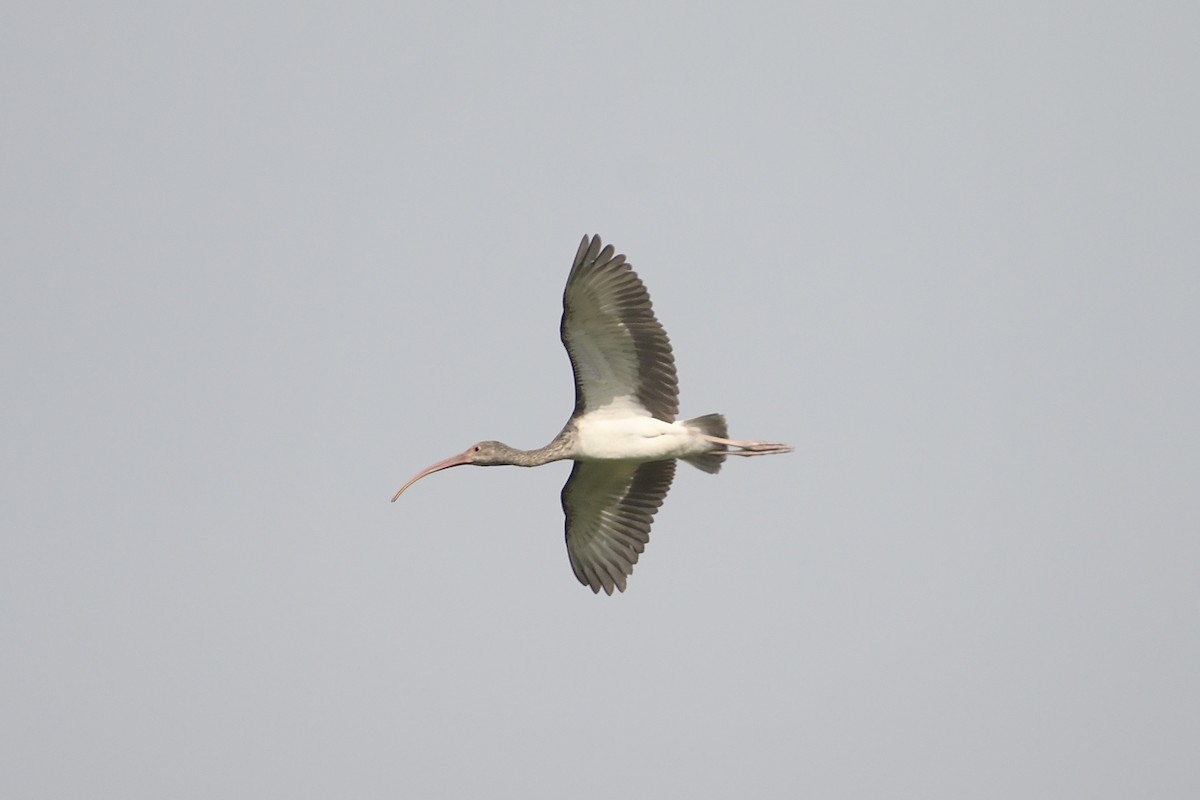 Ібіс білий - ML647799600