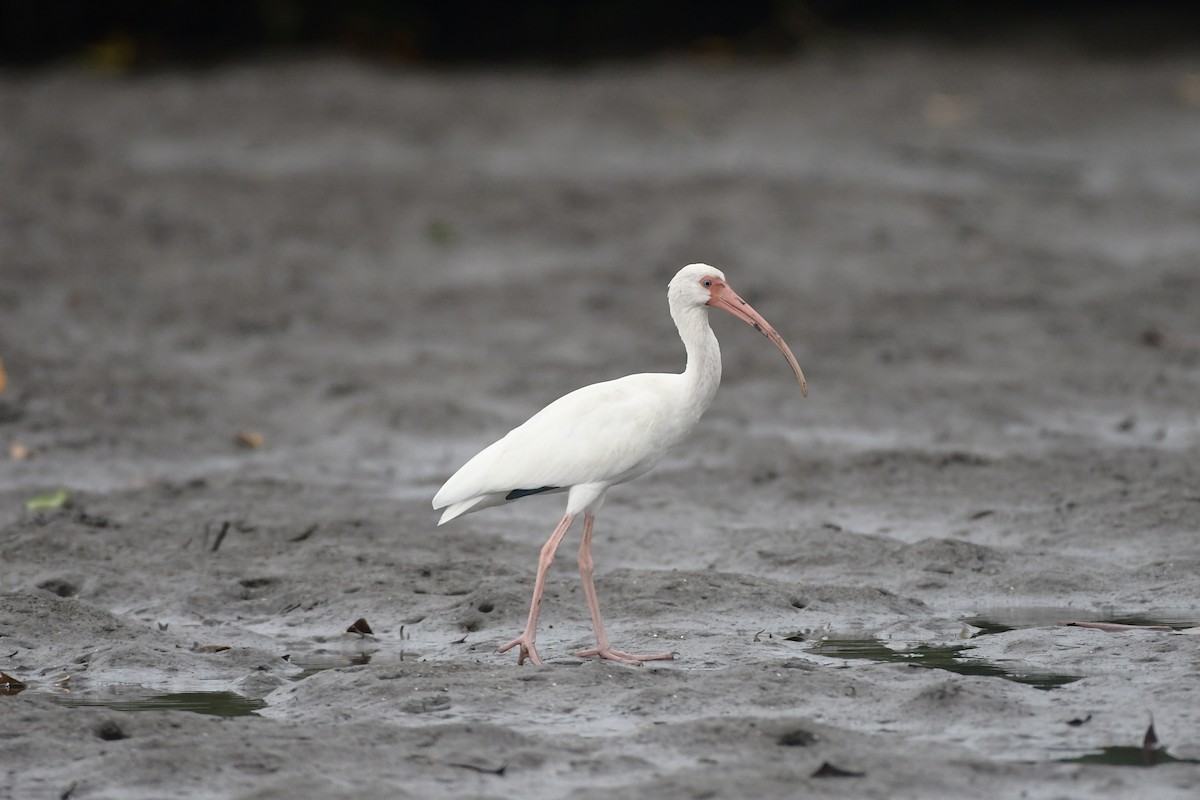 Ібіс білий - ML647799601