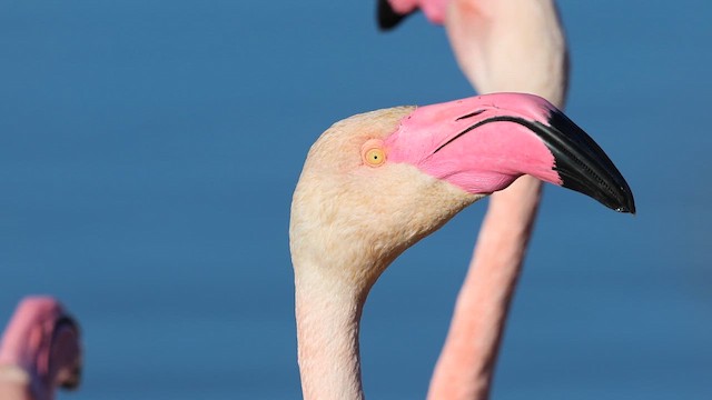 Greater Flamingo - ML647799630