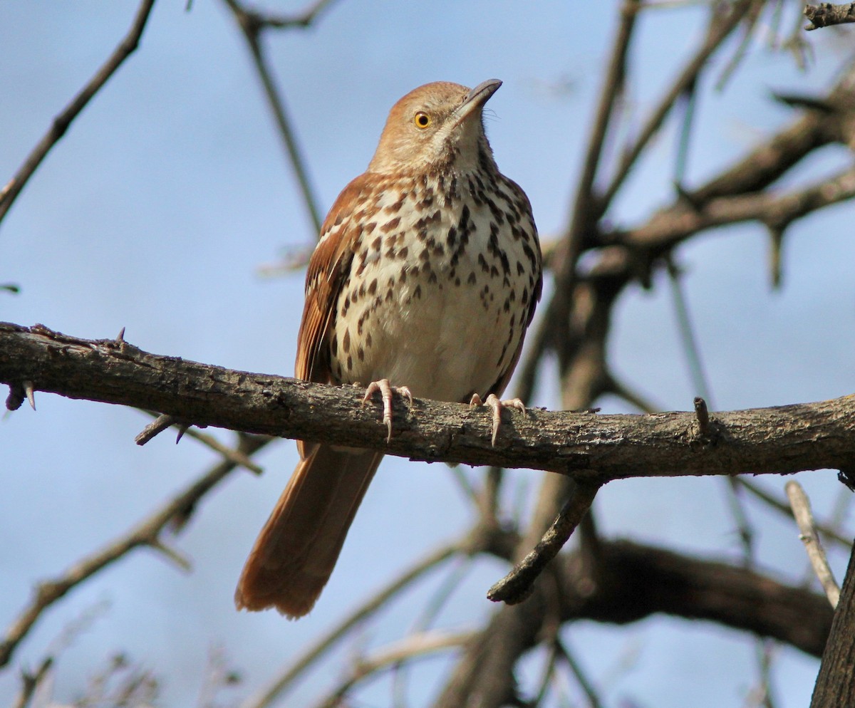 Brown Thrasher - ML647799671