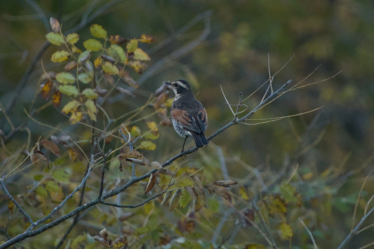 Dusky Thrush - ML647799674