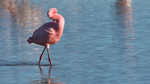 Lesser Flamingo - ML647799684