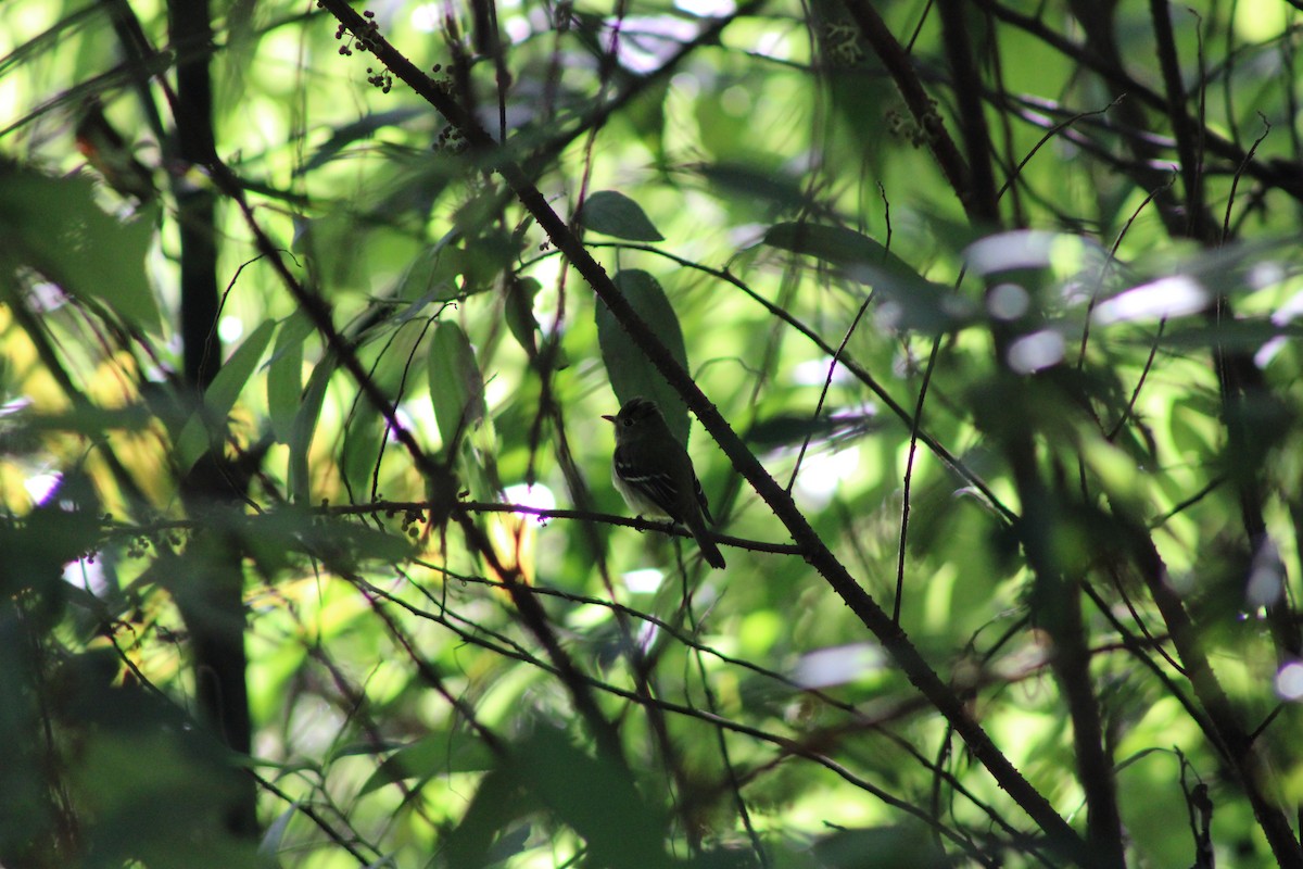 Желтобрюхий мухолов - ML647799685