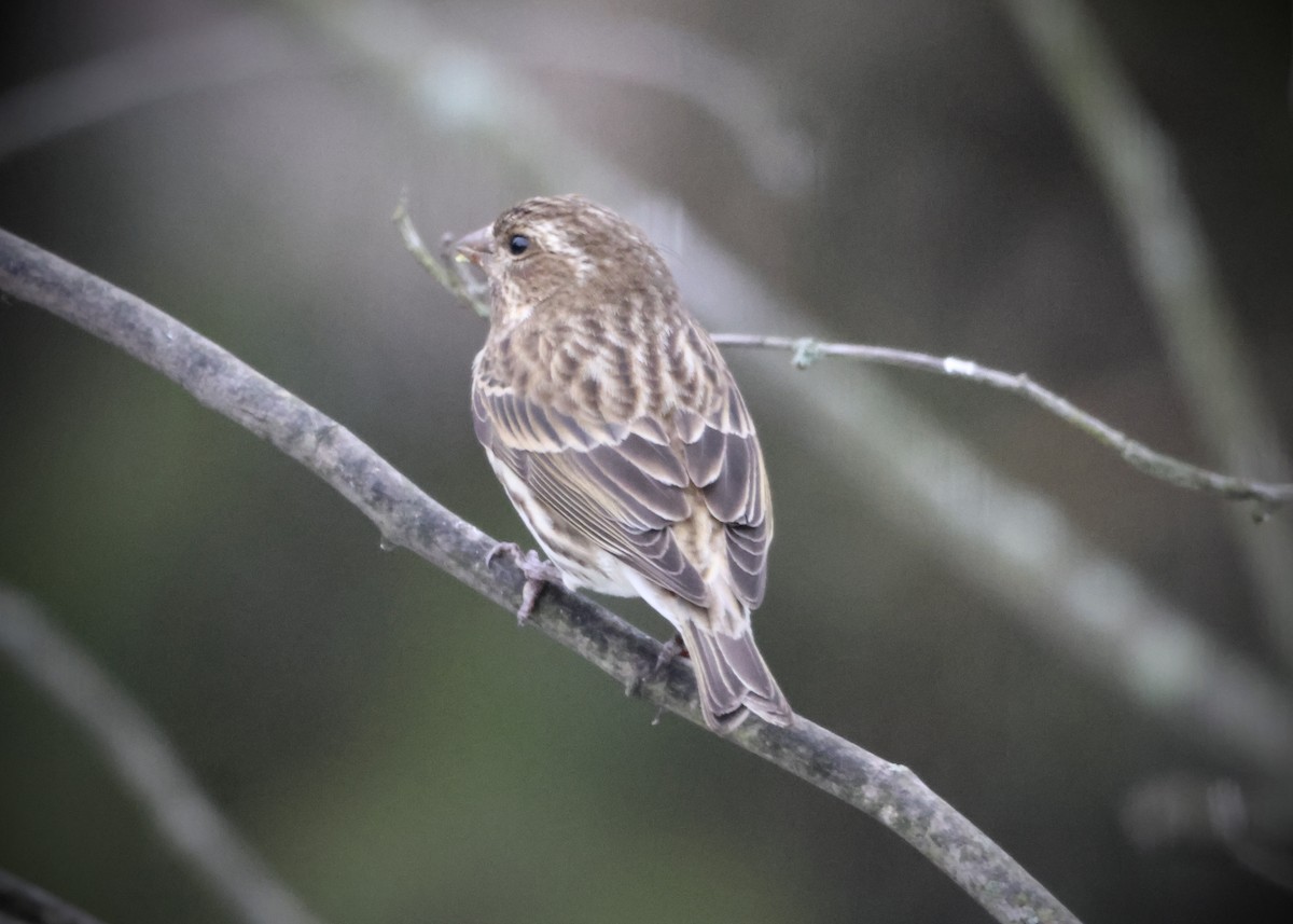 Purple Finch - ML647799690