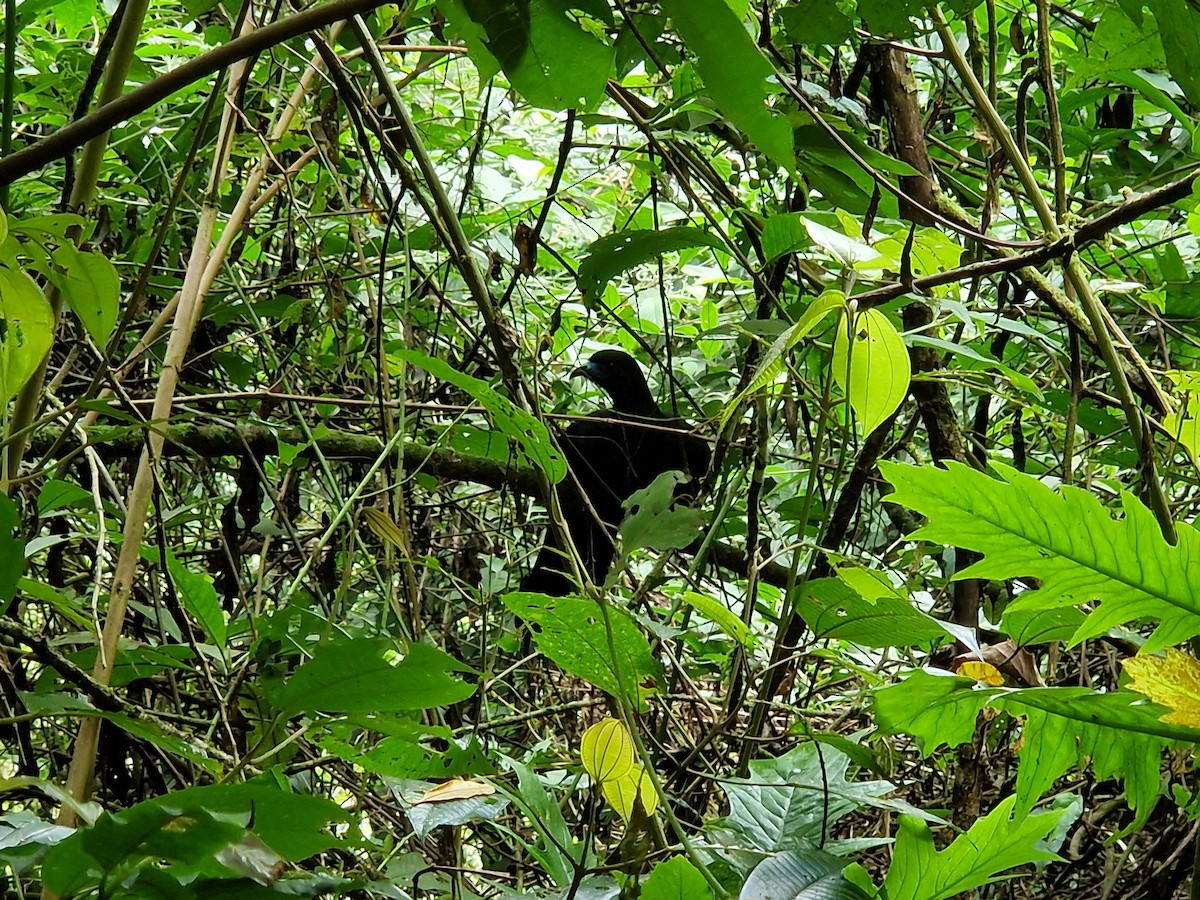 Pénélope unicolore - ML647799693