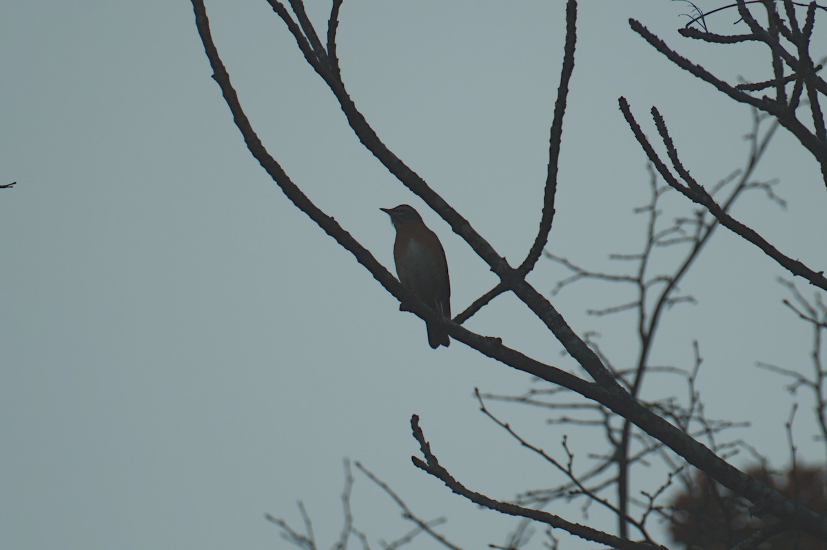Eyebrowed Thrush - ML647799695