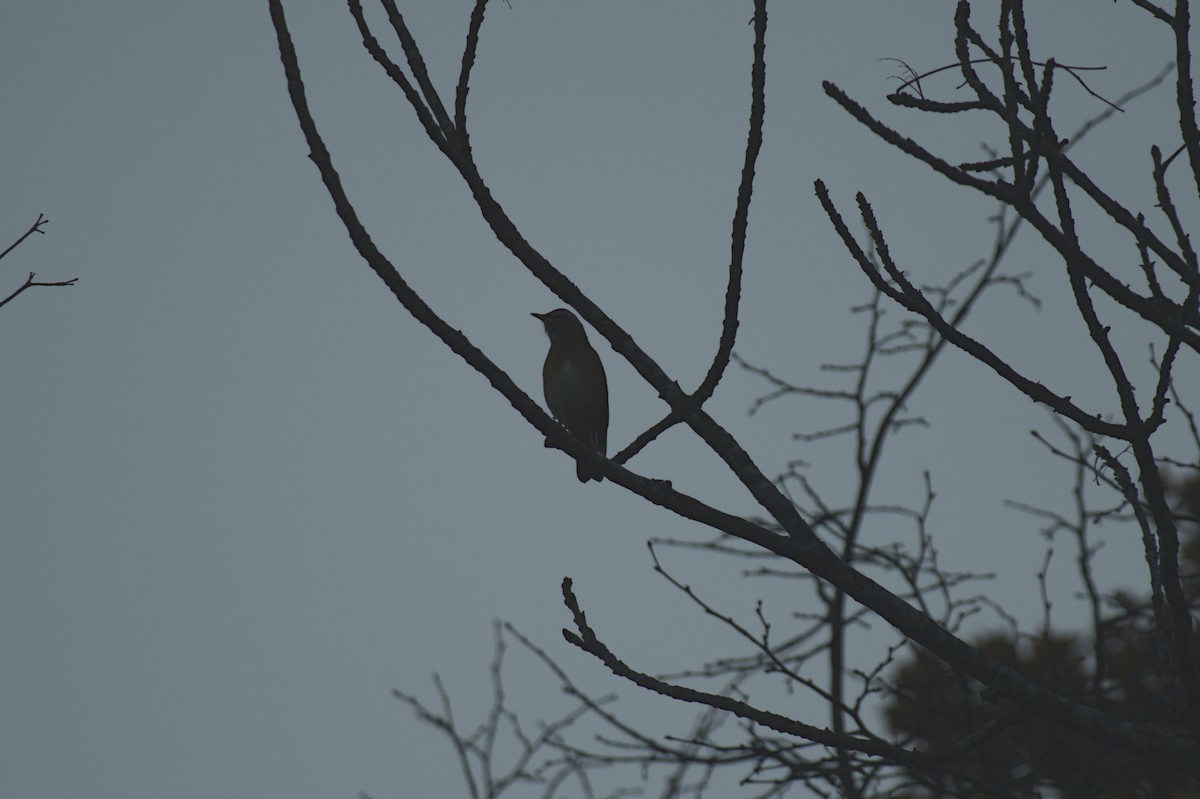 Eyebrowed Thrush - ML647799696