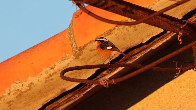 Moussier's Redstart - ML647799698