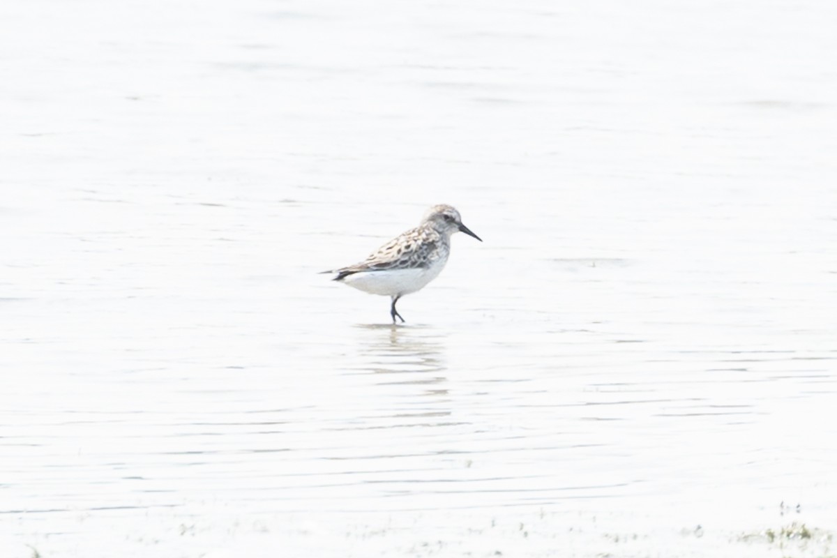 Semipalmated Sandpiper - ML647799706