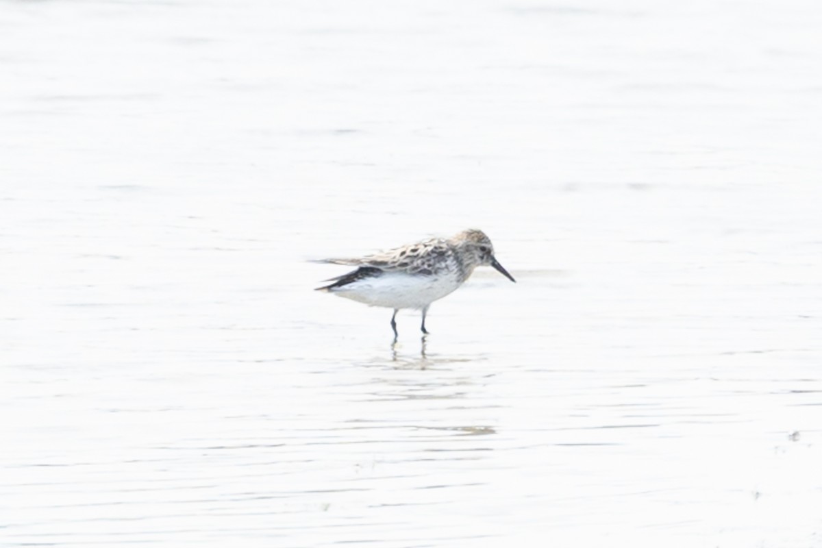 Semipalmated Sandpiper - ML647799707