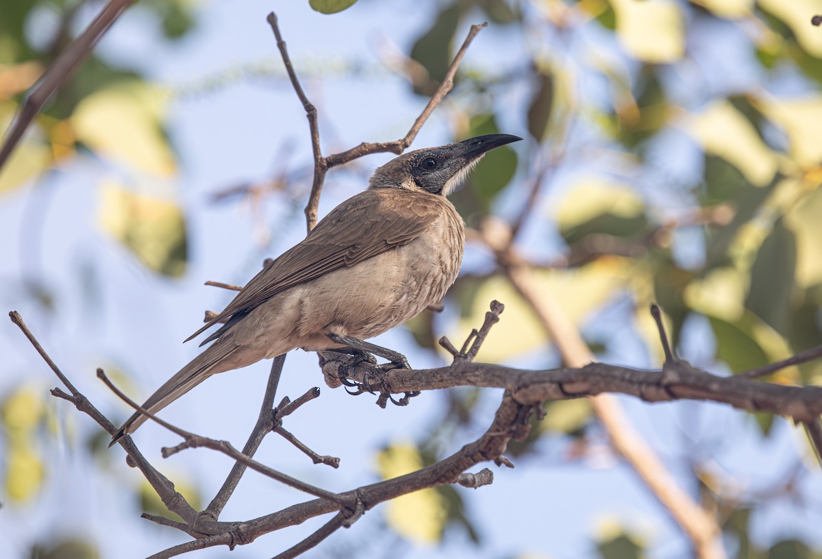Little Friarbird - ML647799710