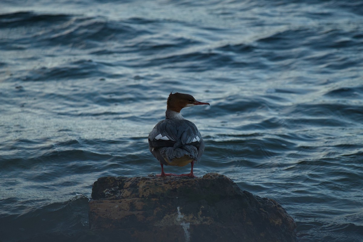 Common Merganser - ML647799715