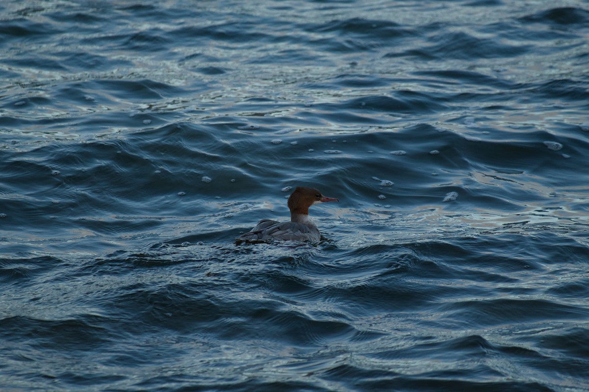Common Merganser - ML647799716