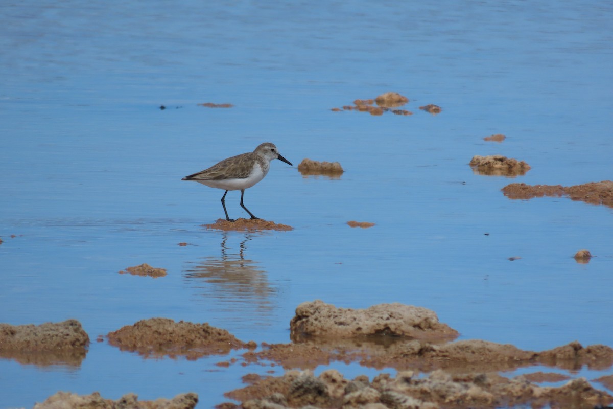 Semipalmated Sandpiper - ML647799717