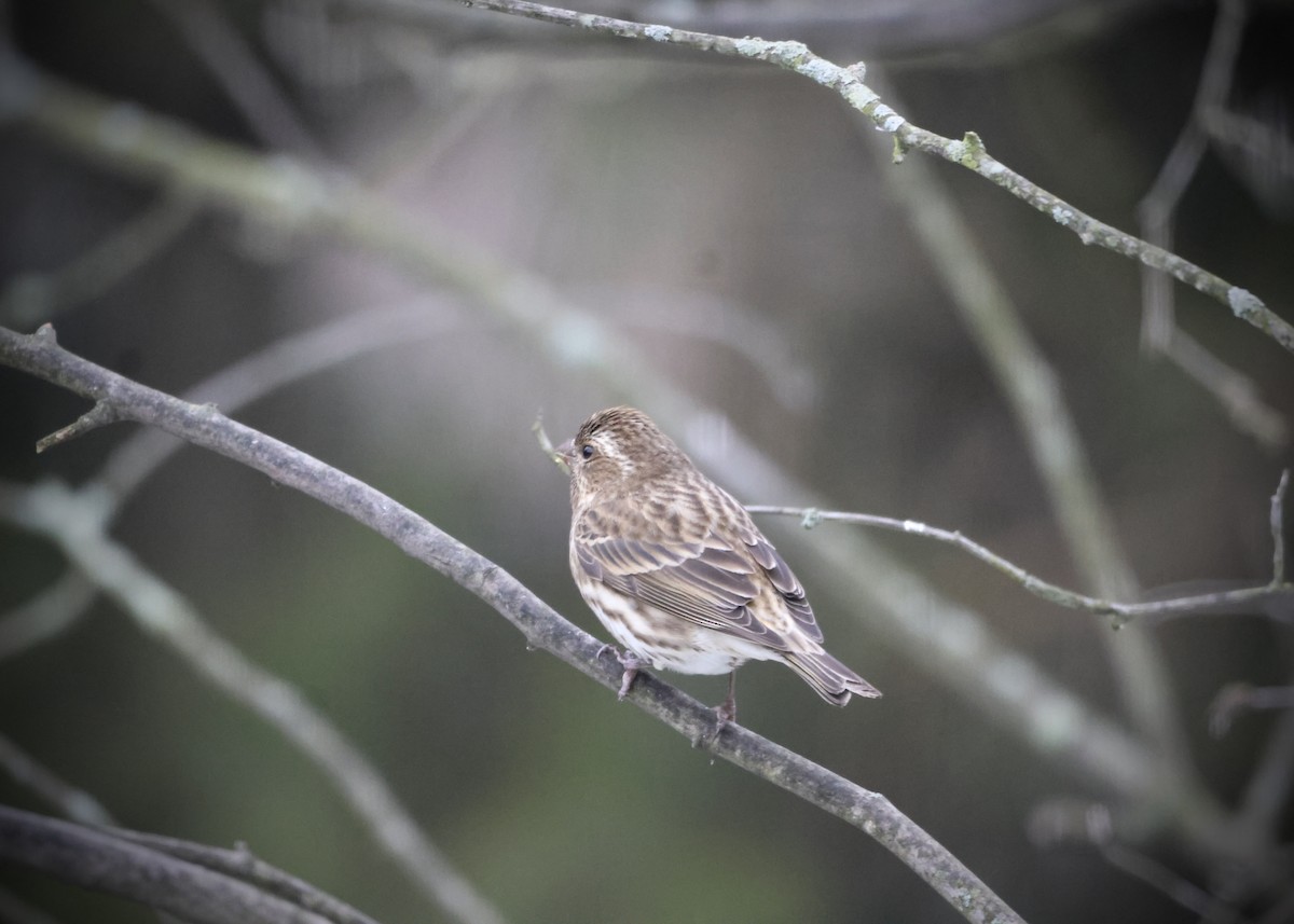 Purple Finch - ML647799718