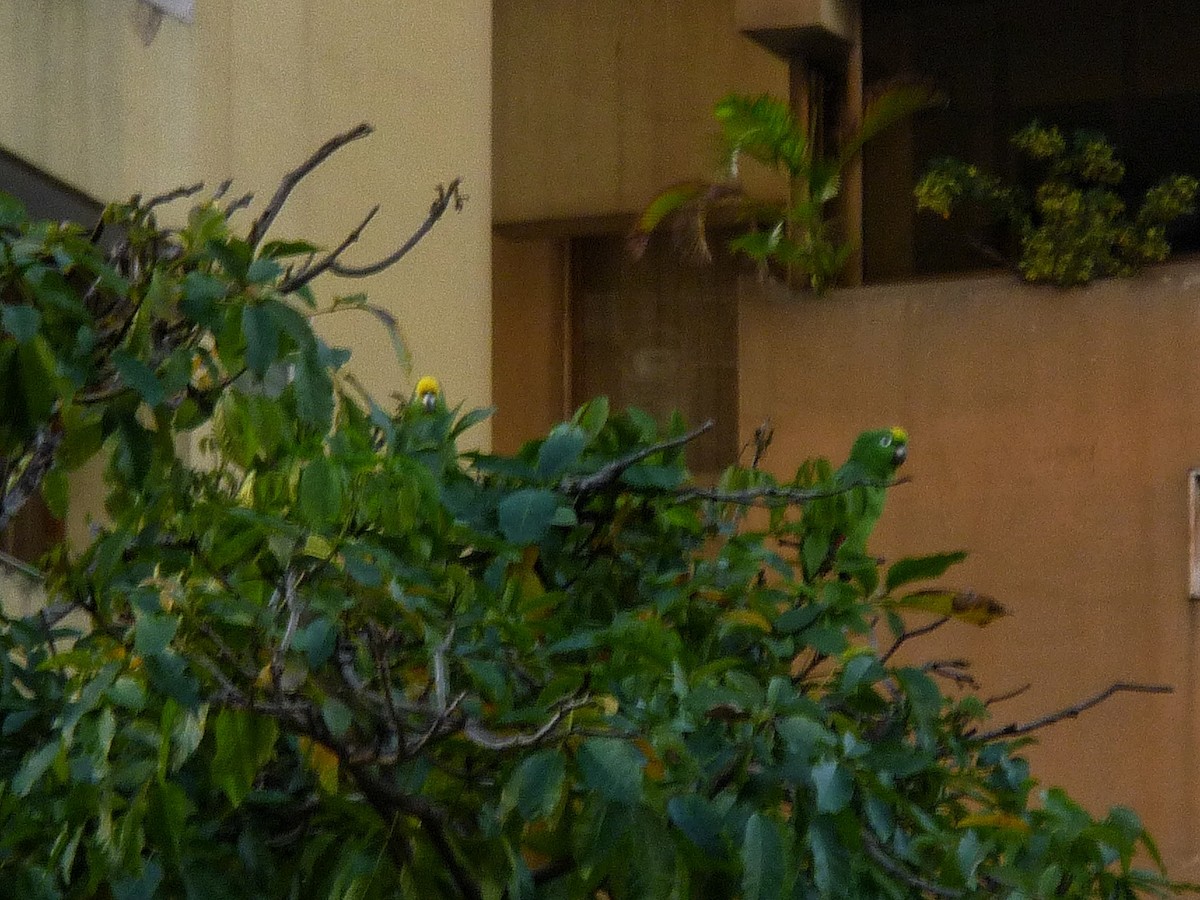 キビタイボウシインコ - ML647799722