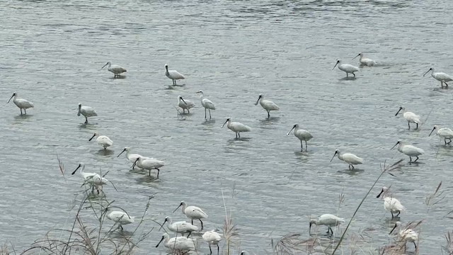 Black-faced Spoonbill - ML647799742