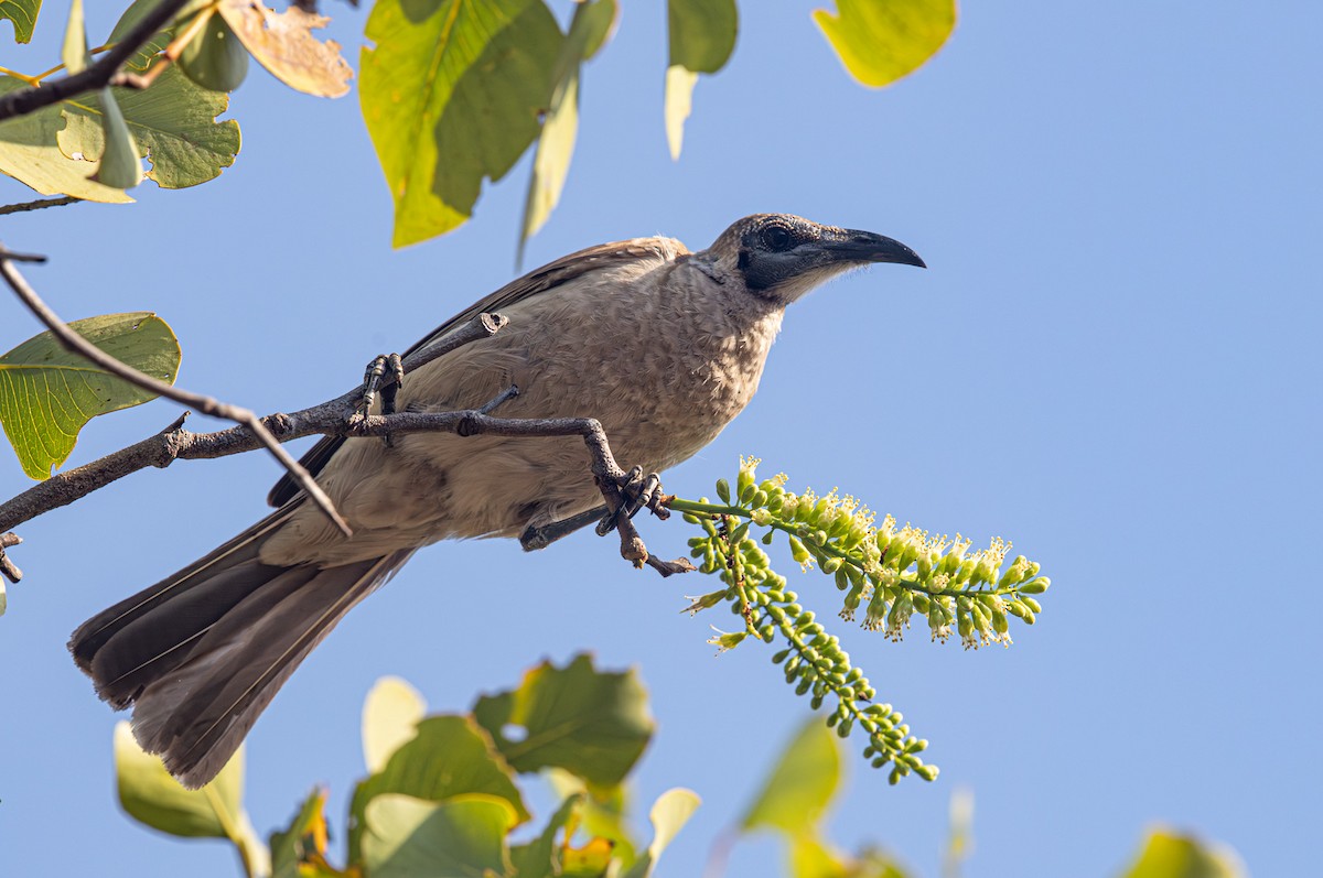 Little Friarbird - ML647799743