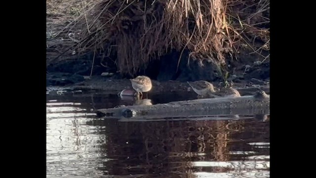Long-billed Dowitcher - ML647799754