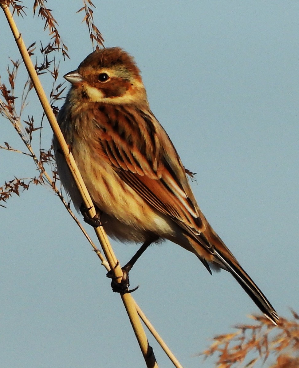 Chestnut-eared Bunting - ML647799797